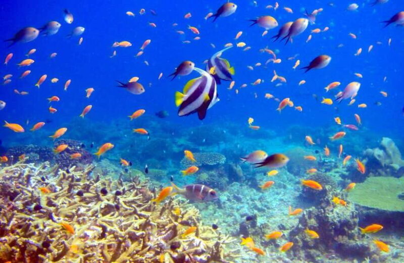 Semporna: Bohey 3 Islands Hike, Snorkel/Dive Tour with Lunch - Frequently Asked Questions