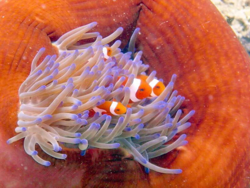 Semporna: Bohey 3 Islands Hike, Snorkel/Dive Tour with Lunch - Final Thoughts
