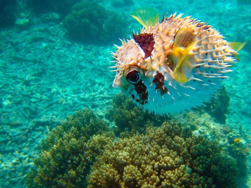 Semporna: Mabul and Kapalai Trip in Snorkel or Dive & Lunch - The Sum Up