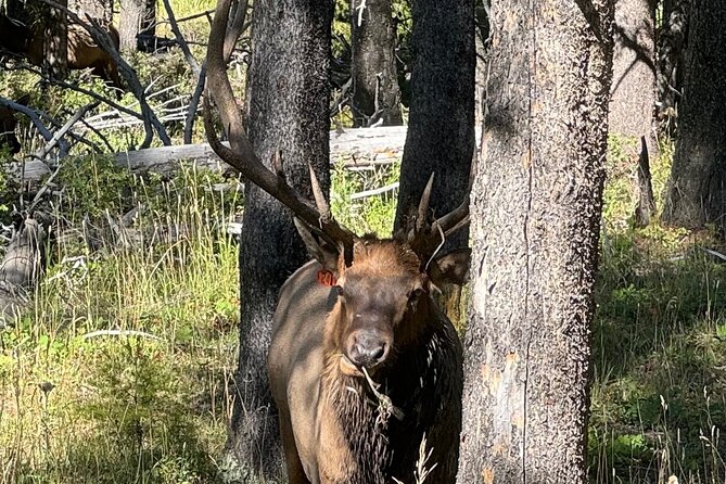 Seniors Special May 2025 Yellowstone Lower Loop Tours From Cody - Highlights of the Itinerary