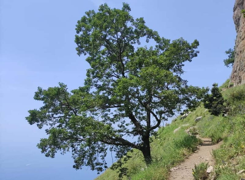Sentiero degli Dei: Guided trekking on the Amalfi Coast - The Itinerary: What to Expect
