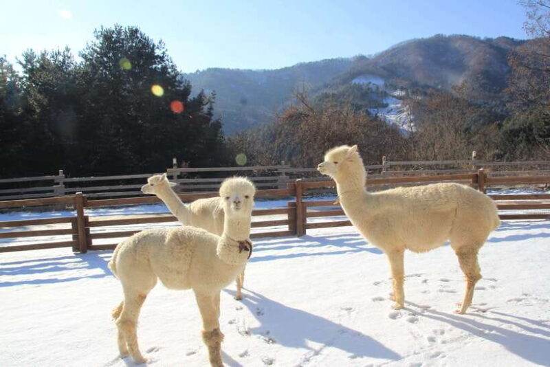 Seoul: Alpaca/Nami/Garden of Morning Calm Tour (+Rail Bike) - Introduction
