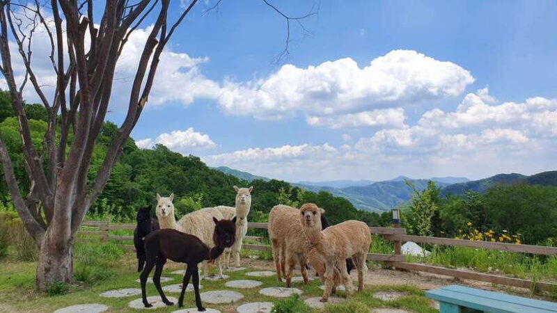Seoul: Alpaca/Nami/Garden of Morning Calm Tour (+Rail Bike) - Exploring the Highlights