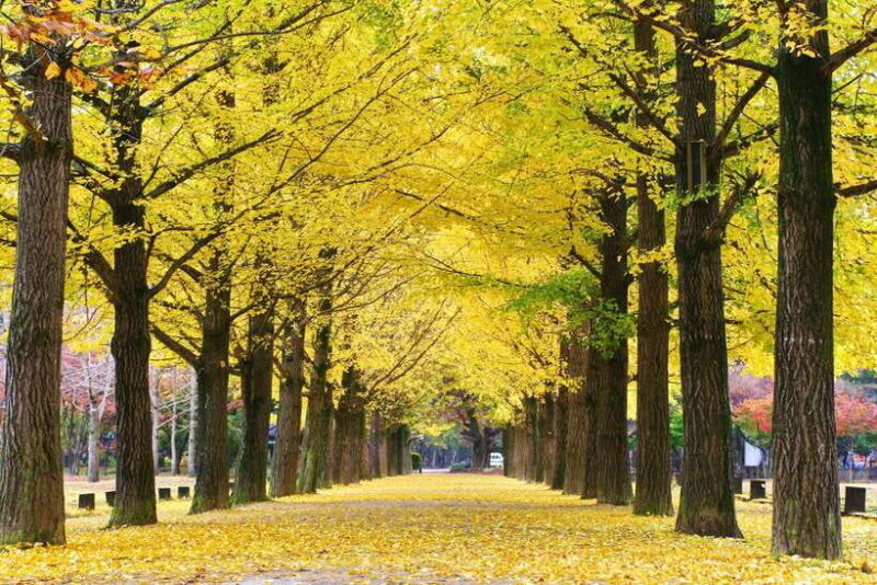 Seoul: Alpaca/Nami/Garden of Morning Calm Tour (+Rail Bike) - Closing Thoughts
