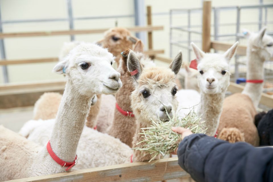 Seoul: Alpaca World, Luge Ride and Suspension Bridge - Key Points