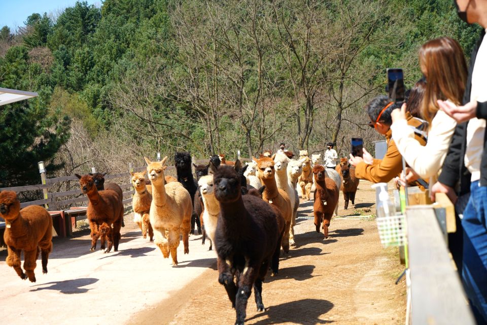 Seoul: Alpaca World, Luge Ride and Suspension Bridge - Key Highlights