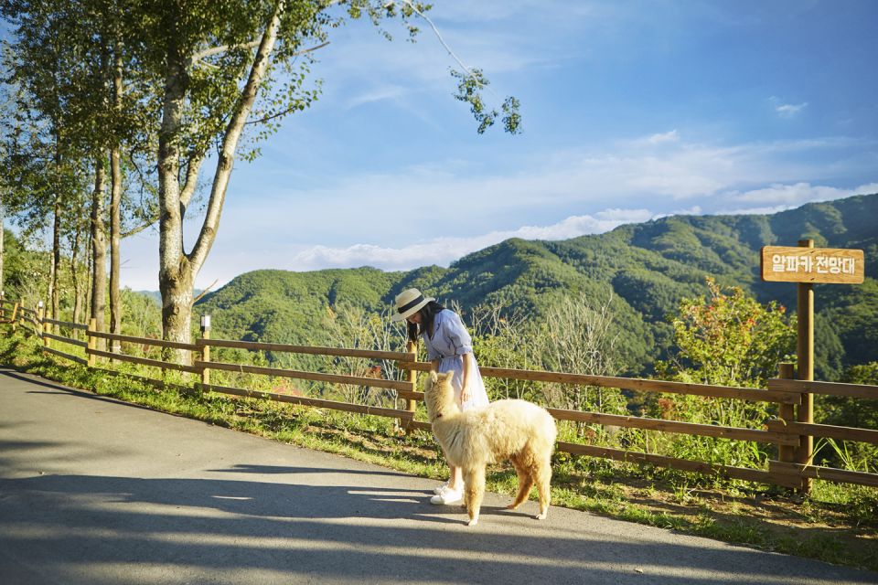 Seoul: Alpaca World, Luge Ride and Suspension Bridge - Alpaca World Encounters