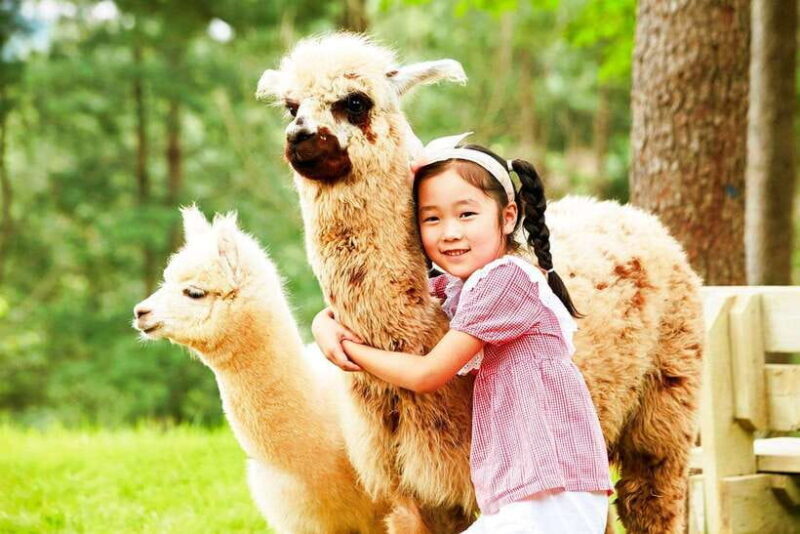 Seoul: Alpaca World, Nami, Eobi and Strawberry Picking Tour - An In-Depth Look at the Tour Experience