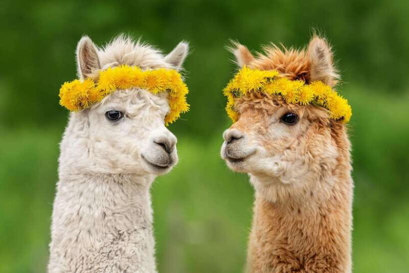 Seoul: Alpaca World & Nami Island (+Gangchon Railbike) - Nami Island: Korea’s Romantic Heart