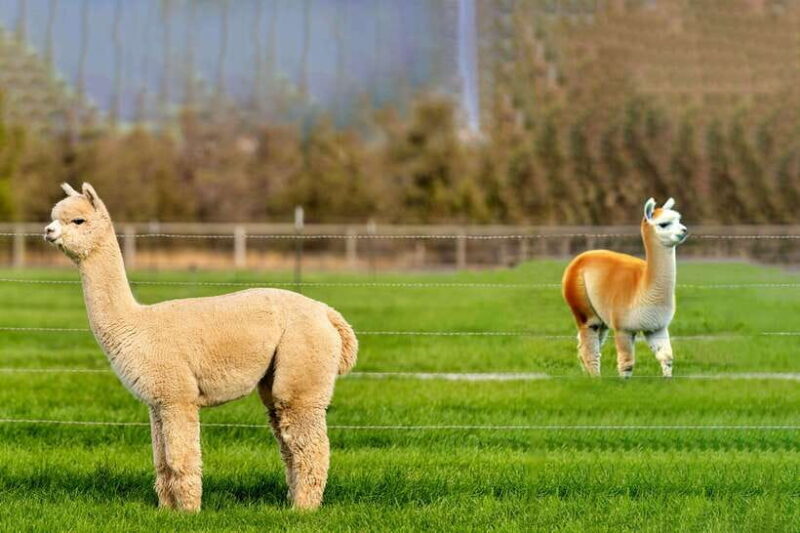 Seoul: Alpaca World, Nami Island, Railbike, Garden/Park - Final Thoughts