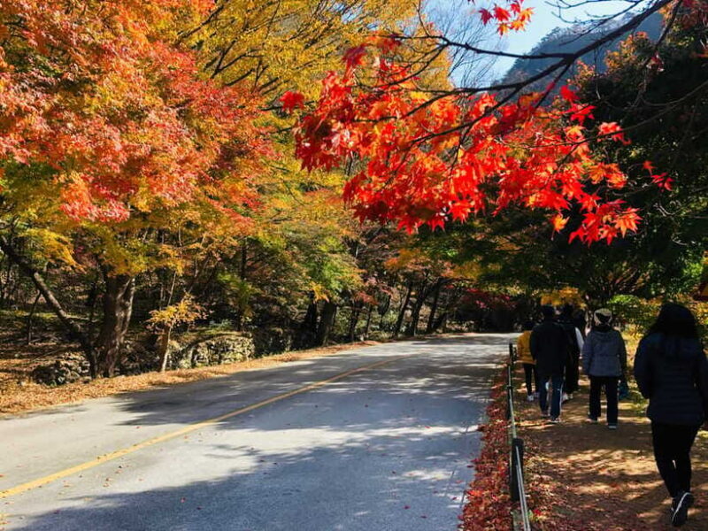 Seoul: Autumn Foliage - Mt. Naejang + Jeonju Hanok Village - Final Thoughts: Who Will Get the Most Out of This Tour?