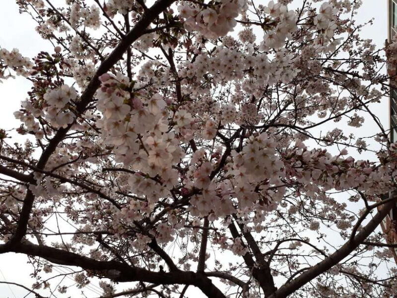 Seoul: Donghaksa Cherry Blossom and Jeonju Hanok Day Tour - Practical Details and What to Expect