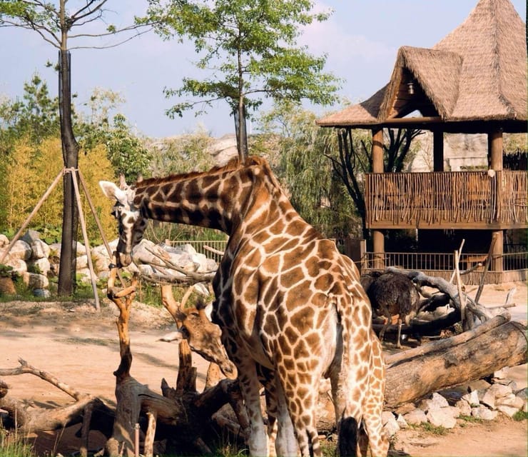 Seoul: Everland One Day Pass - Pandas and Unique Experiences