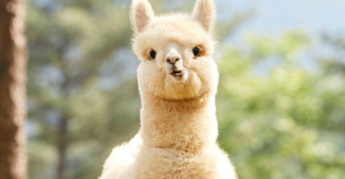 Seoul: Gangwon-Do Day Trip With Alpaca World & Nami Island - Key Points