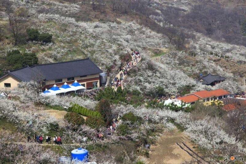 Seoul: Korea Spring Cherry Blossom Day Tour - Key Points: