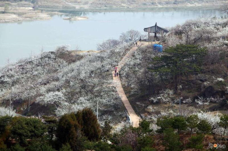 Seoul: Korea Spring Cherry Blossom Day Tour - A Detailed Look at the Tour Experience