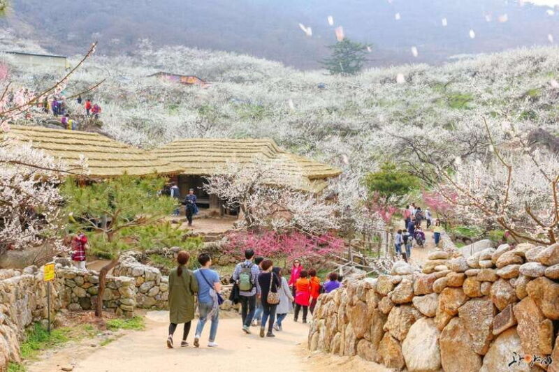 Seoul: Korea Spring Cherry Blossom Day Tour - The Sum Up