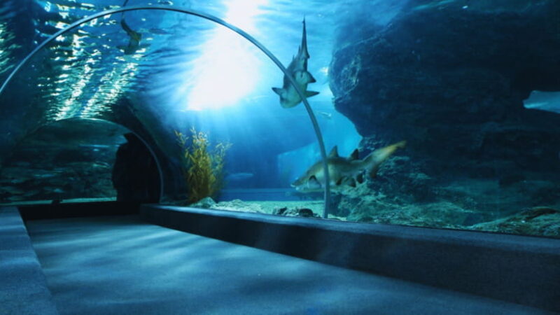 Seoul: Lotte World Aquarium Ticket - An In-Depth Look at the Lotte World Aquarium Experience