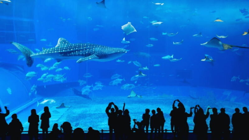 Seoul: Lotte World Aquarium Ticket - The Sum Up