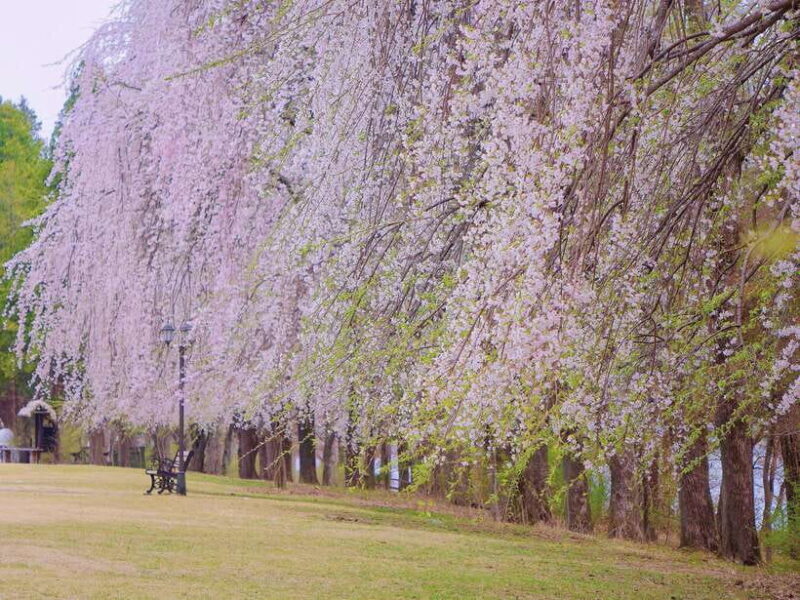 Seoul: Mt.Seorak, Nami Island & Korean Garden, No Shopping - Final Thoughts
