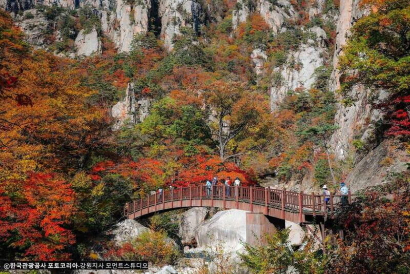 Seoul: Mt.Seorak, Nami Island, No Shopping(+RailBike Option) - Key Points
