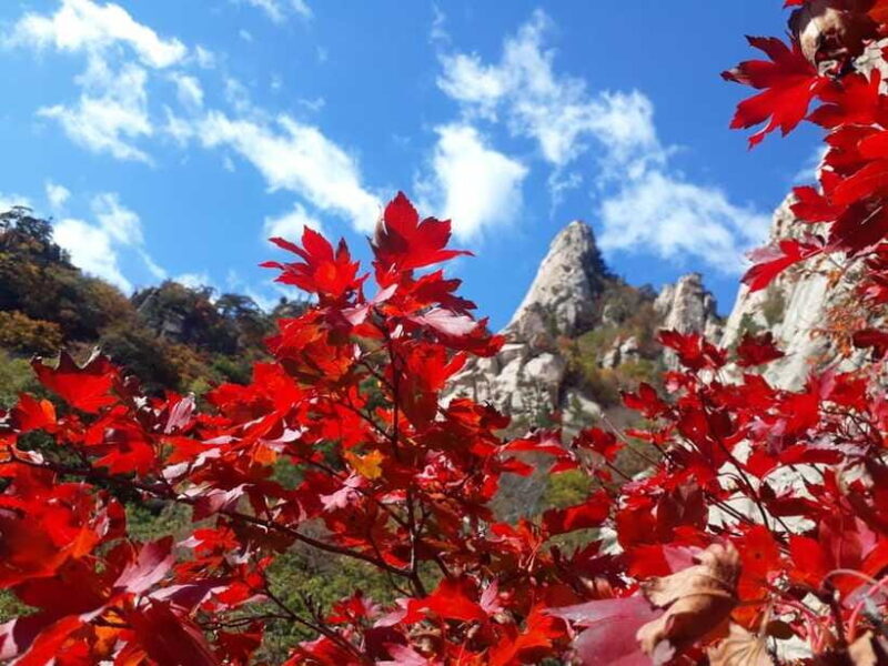 Seoul: Mt.Seorak, Nami Island, No Shopping(+RailBike Option) - Authentic Experiences and Genuine Reviews