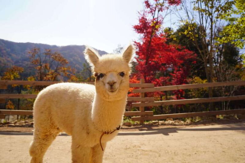 Seoul: Nami Island, Alpaca World, Morning Calm Garden - Key Points