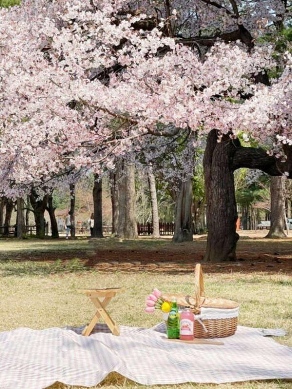 Seoul: Nami Island, Alpaca World, Morning Calm Garden - Who Will Love This Tour?