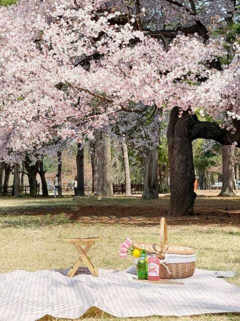 Seoul: Nami Island, Alpaca World, Morning Calm Garden - The Sum Up