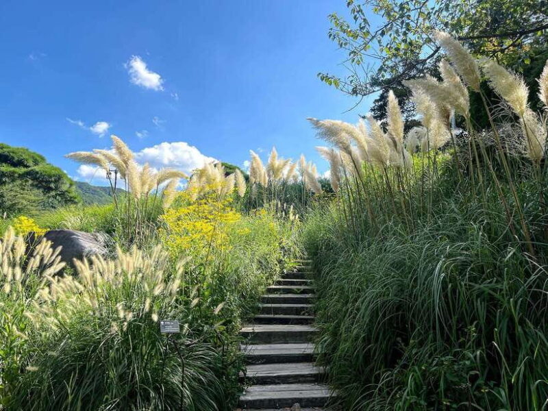 Seoul: Nami Island, Garden and Petite France with Railbike - What to Expect and Practical Tips
