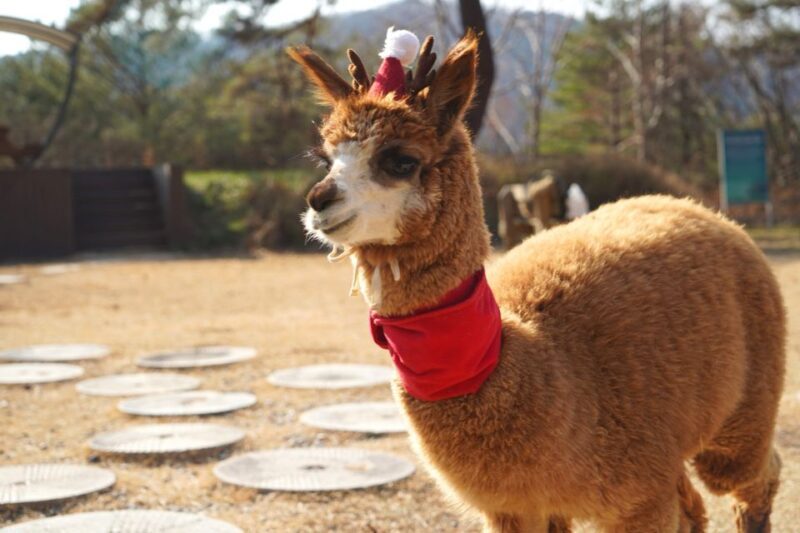 Seoul: Nami Island & Railbike & Begonia Bird Park Day Tour - Detailed Breakdown of the Tour Experience