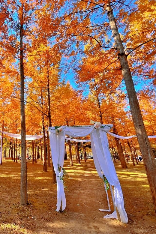 Seoul: Nijimori Japan(Day) & Nami Island & Railbike - Key Points