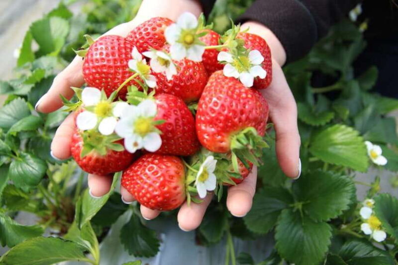 Seoul: Pocheon Art Valley and Fruit Picking Day Tour - Practical Details and Value