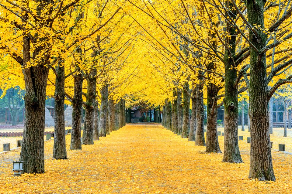 Seoul: Private Customizable Tour to Nami Island and More - Inclusions