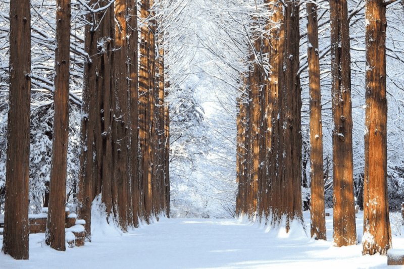 Seoul: Snowyland in Vivaldi Park With Nami or Alpaca - Activities and Experiences