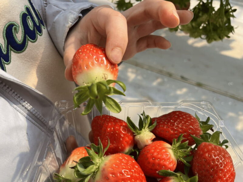 Seoul: Strawberry, Nami Island & Garden Of Morning Calm Tour - Discovering the Highlights of the Tour