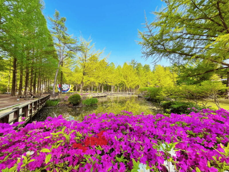 Seoul: Strawberry, Nami Island & Garden Of Morning Calm Tour - Authentic Experiences That Stand Out