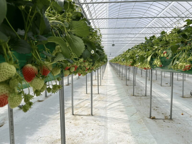Seoul: Strawberry, Nami Island & Garden Of Morning Calm Tour - FAQ