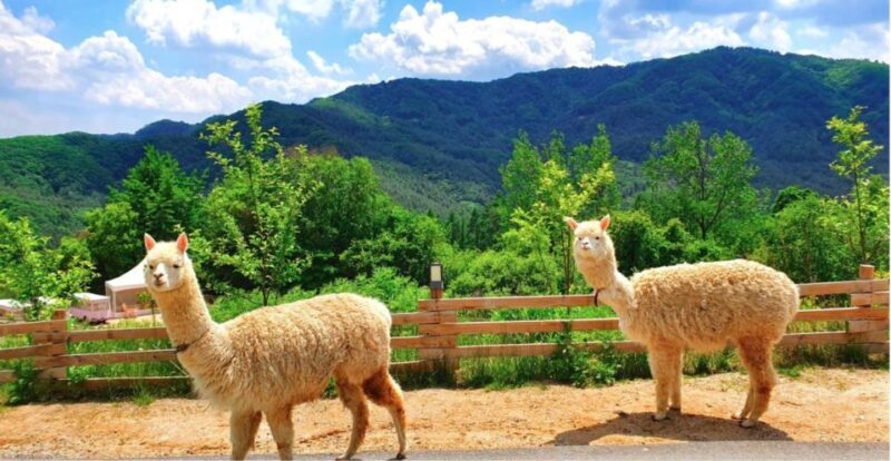 Seoul: The Painter Show with Nami Island or Alpaca World - Final Thoughts