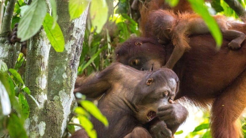Sepilok Orangutan & Sun Bear Half-Day Tour | Sandakan - FAQ