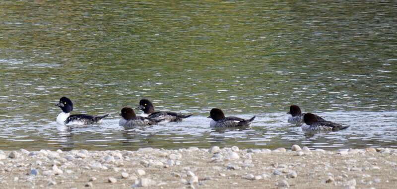September 2025 British Columbia Rocky Mountain Birding Tour - An In-Depth Look at the Experience