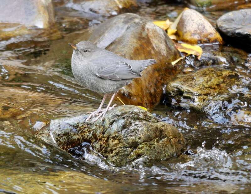 September 2025 British Columbia Rocky Mountain Birding Tour - The Value of the Tour