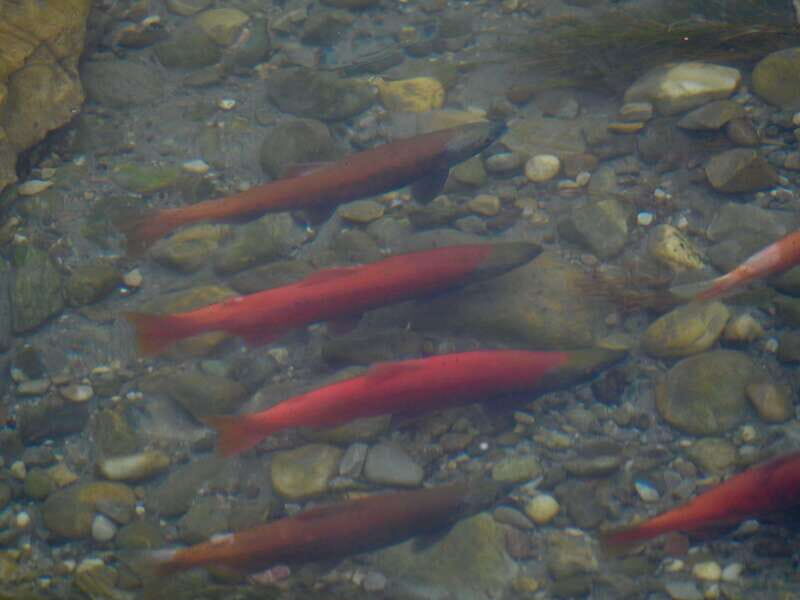 September 2025 British Columbia Rocky Mountain Birding Tour - Who Should Consider This Tour?