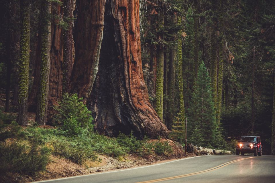 Sequoia: Kings Canyon Self-Driving Audio Guide - Accessing the Audio Tour