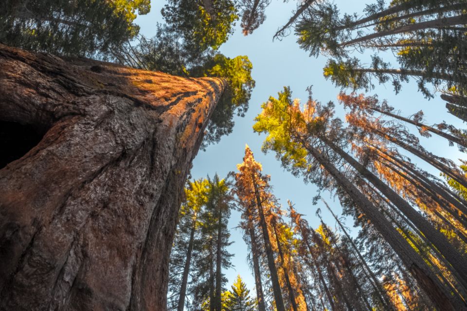 Sequoia: Kings Canyon Self-Driving Audio Guide - Tour Benefits and Support