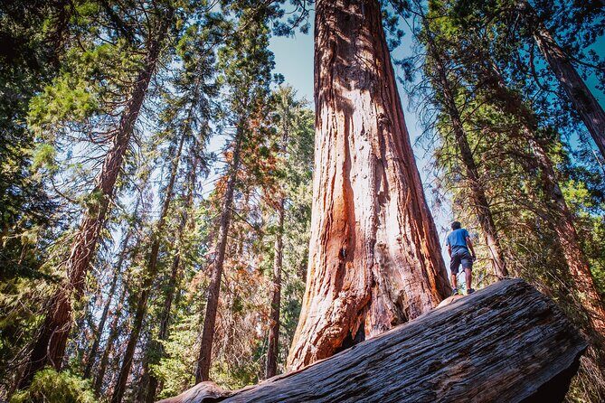 Sequoia & Kings Canyon Two Day Private Tour & Hike - Key Points