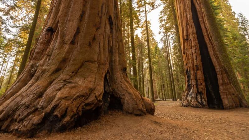 Sequoia National Park: Giant Forest Hike with Naturalist - Detailed Review of the Sequoia Giant Forest Hike
