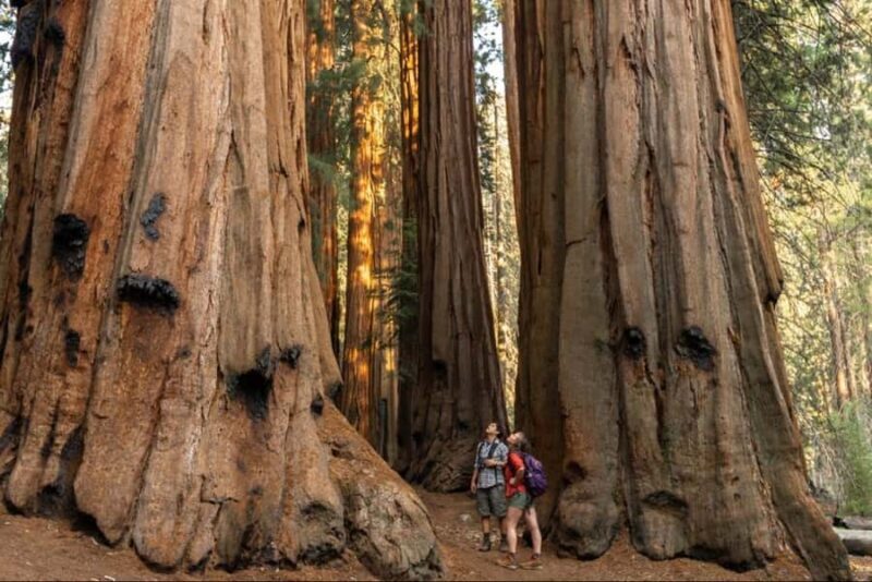 Sequoia National Park: Giant Forest Private Tour - Analyzing the Value