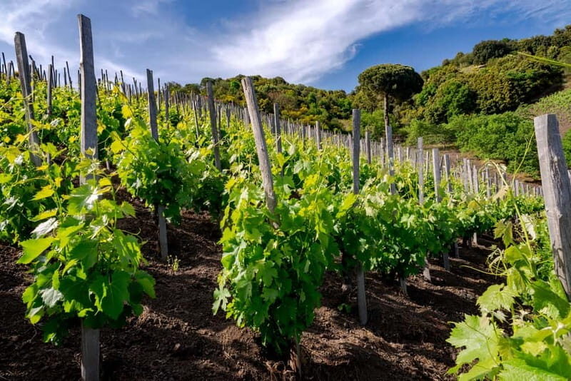 Serafica Top Experience: Wine & Olive Oil Tasting - Who Should Consider This Tour?
