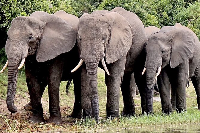 Serengeti 2-Day Safari From Mwanza - Pickup Logistics
